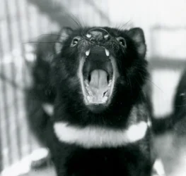 A Tasmanian Devil at London Zoo, September 1914